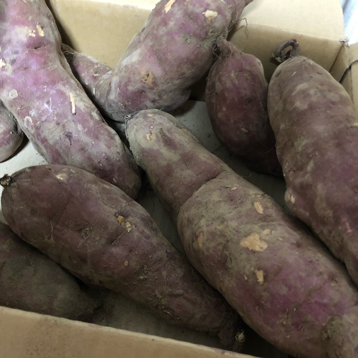 さつまいも収穫後の保存方法 レシピ 作り方 By W ソラ 楽天レシピ さつまいも収穫後の保存方法 レシピ 作り方 By W ソラ 楽天レシピ